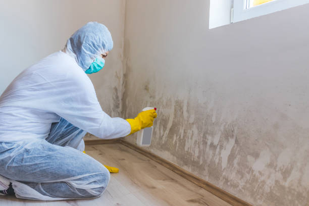Licensed Black Mold Removal service in Franklinton, NC - WQB Mold Removal