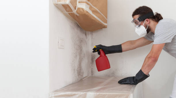 Professional Black Mold Removal technician working in Franklinton, NC