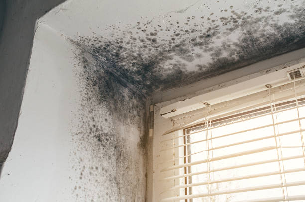 Affordable Black Mold Removal solutions in Franklinton, NC